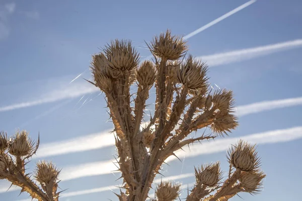 alanında ortak deve dikeni