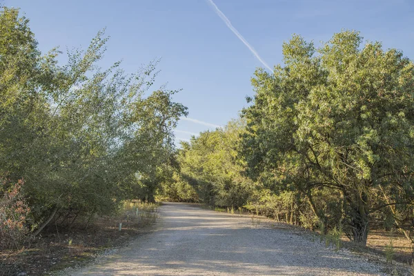 ağaçlar arasındaki yol