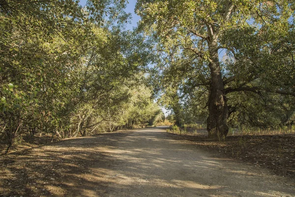 ağaçlar arasındaki yol
