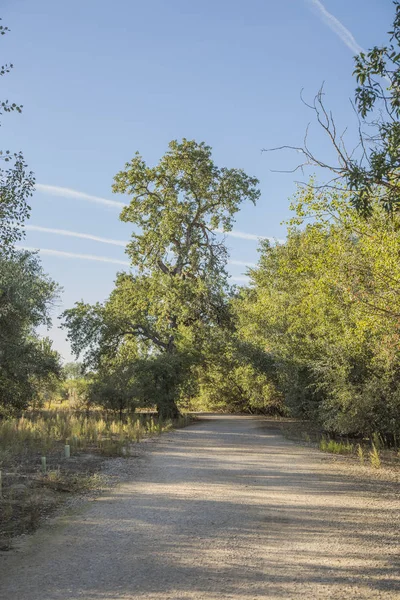 ağaçlar arasındaki yol