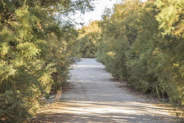ağaçlar arasındaki yol