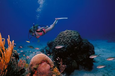St Croix Scuba Diver on Scenic Reef clipart