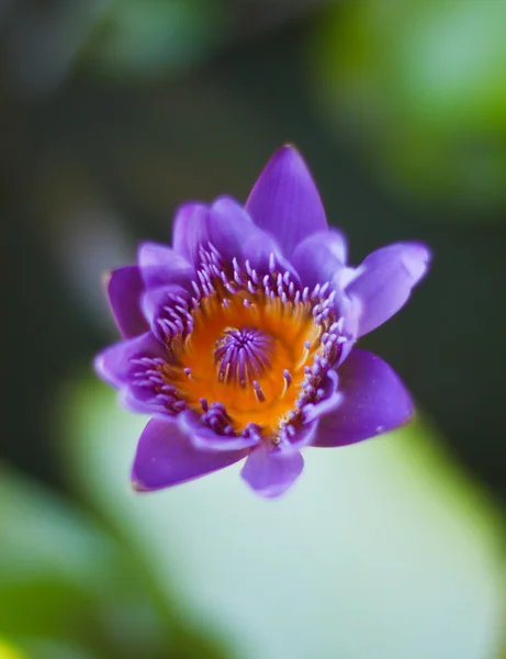 Purple lotus beautiful — Stock Photo, Image