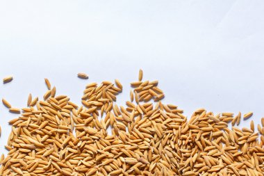 Tayland altın pirinç.