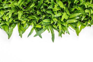 beyaz arkaplandaki çimenler