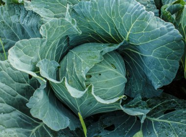 lahana Bahçe, yakın çekim