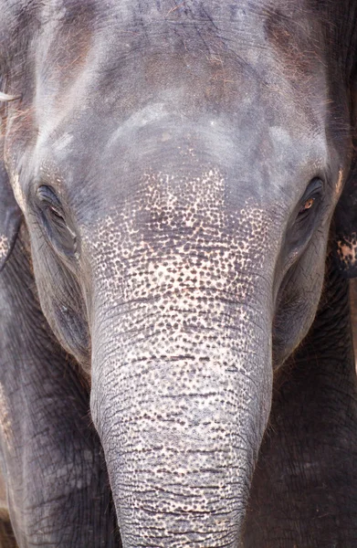 Cabeça de elefante asiático na Tailândia — Fotografia de Stock