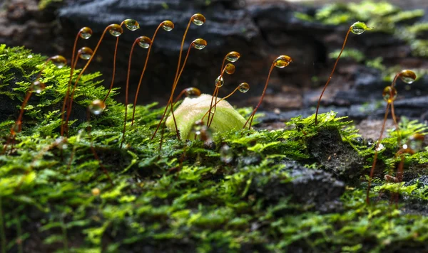 Gotas de agua sobre musgo — Foto de Stock