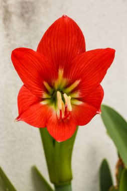 Gaysorn çiçek Hippeastrum güzel kırmızı.