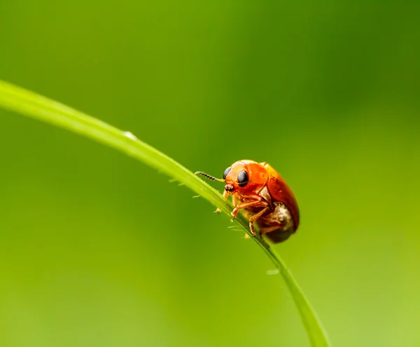 Besouro vermelho na lâmina de grama verde — Fotografia de Stock