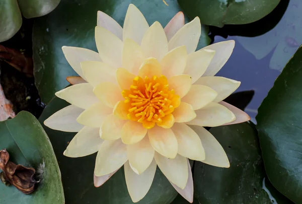 Den close-up lotus blomst smuk i naturen . - Stock-foto