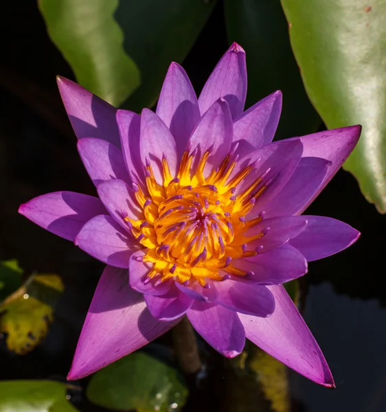 Close-up lotus flower — Stock Photo, Image