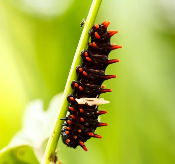 Bruchi nella foresta — Foto Stock