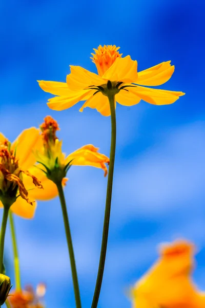 Flor amarilla Cosmos — Foto de Stock