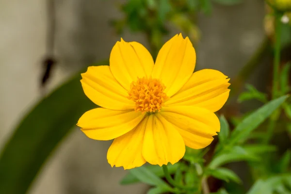 Yellow Cosmos flower — Stock Photo, Image