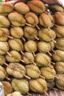 Tayland Durian meyvesi.