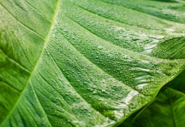 Ahşap üzerine çiğ yeşil yaprakları.