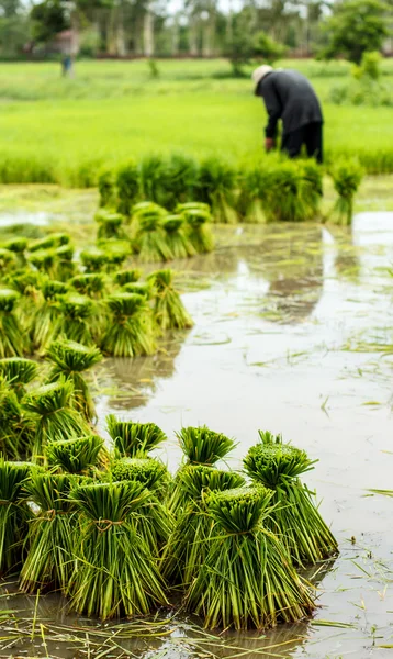 Gazdálkodók Thaiföld thai rizs növekedés — Stock Fotó