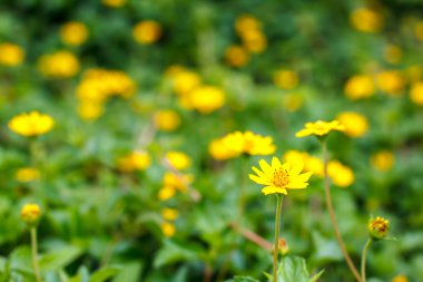 sarı çiçek arka plan