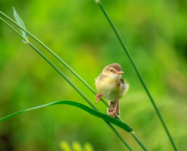 shortwing kuşlar yeşil zemin üzerine