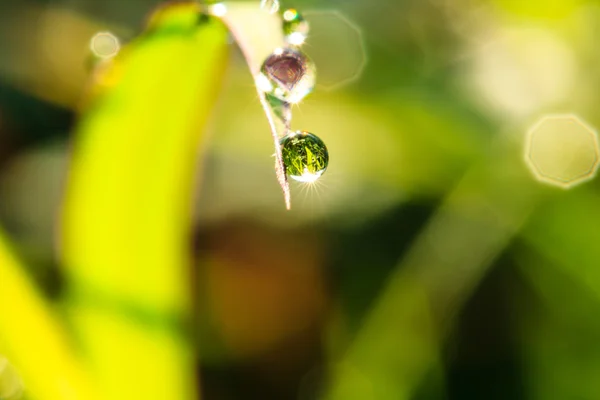 Краплі води на зеленій траві . — стокове фото