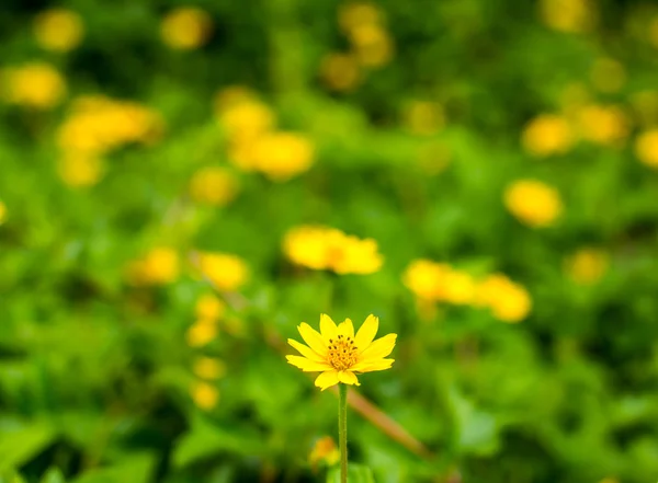 Gelbe Blumen Hintergrund — Stockfoto