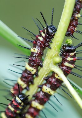 Yapraklarda tırtıllar yemek  