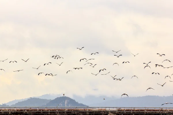 Pelicanos em voo . — Fotografia de Stock