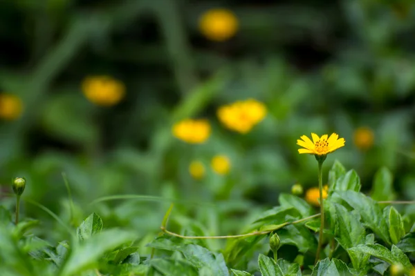 Yellow flowers outdoor — Stock Photo, Image