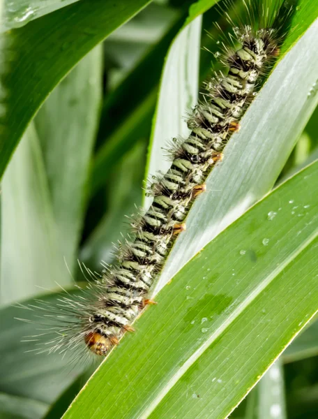Macro Caterpillar sobre a natureza — Fotografia de Stock