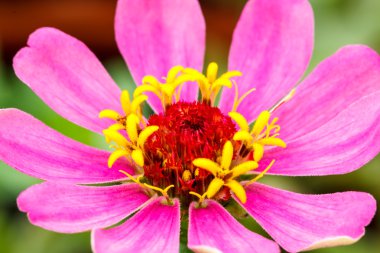 pembe gerbera çiçek Tayland Bahçe kadar yakın.