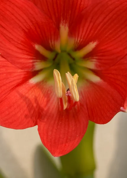 Gaysorn flores Hippeastrum hermoso rojo . — Foto de Stock