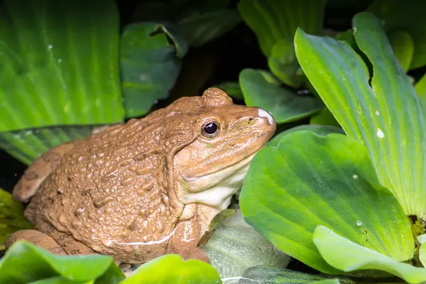 Kikker zit op groene bladeren in de vijver. — Stockfoto