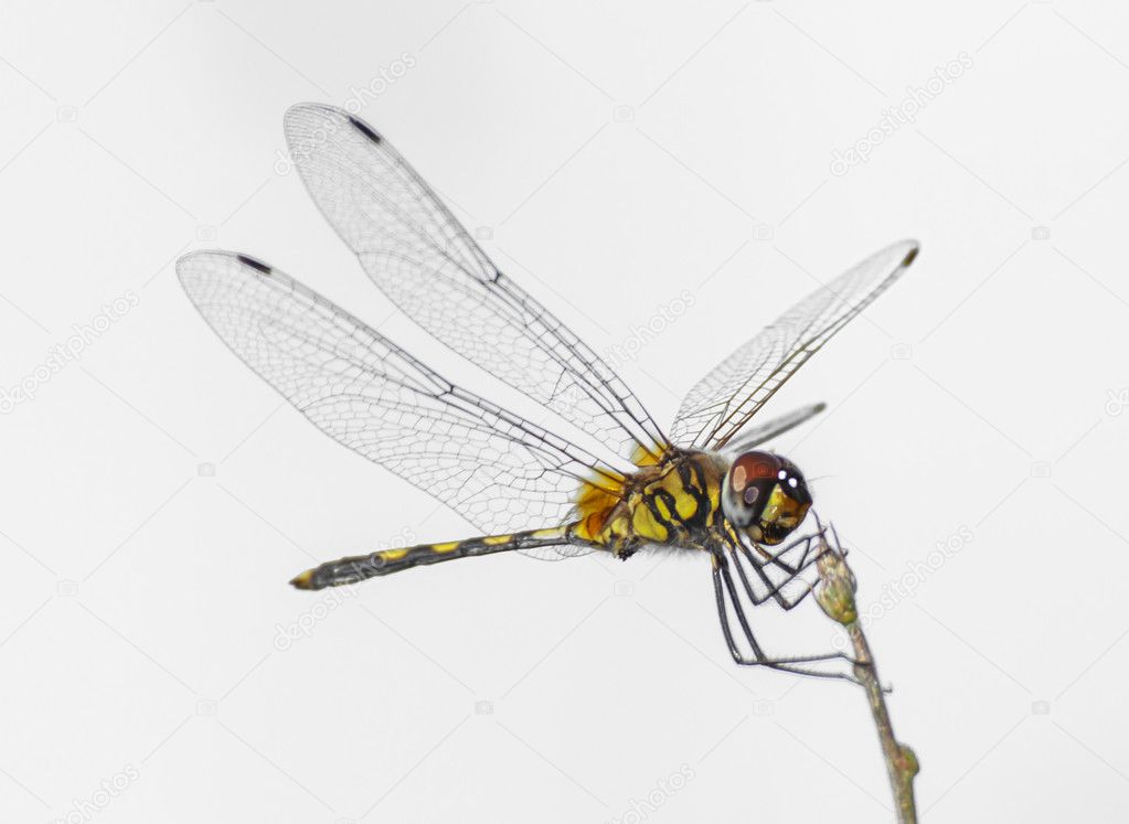 Single dragonfly isolated on white background 