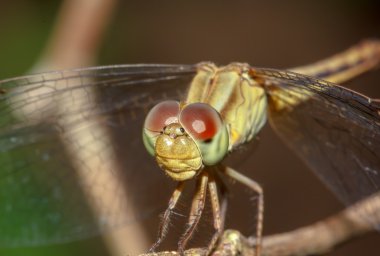 Yusufçuk doğada dalı 