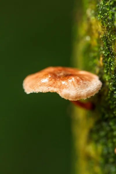 Funghi in natura — Foto Stock