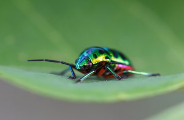 Doğada beetle