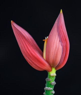 pembe muz çiçeği 