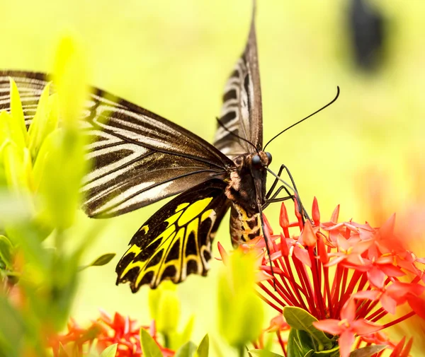 Borboleta em flores em natureza fresca — Fotografia de Stock