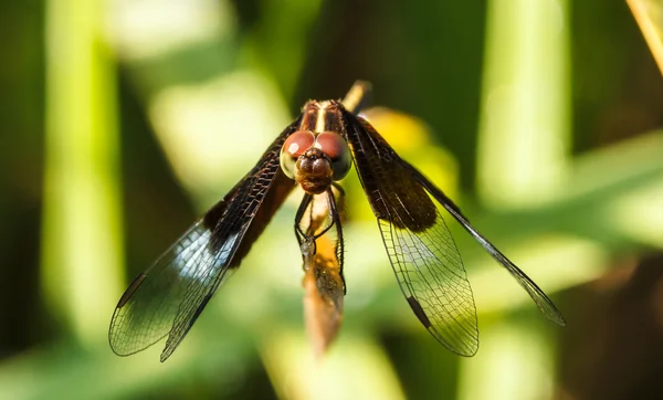 Libélulas en la naturaleza — Foto de Stock