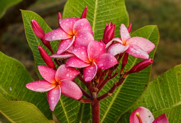 Rosa plumeria blommor — Stockfoto