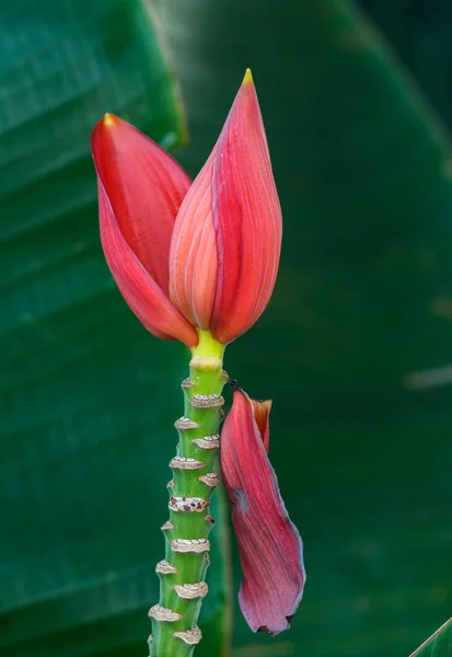 Bananenblüte in der Natur — Stockfoto