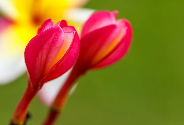 Pink Plumeria Flowers — Stock Photo, Image