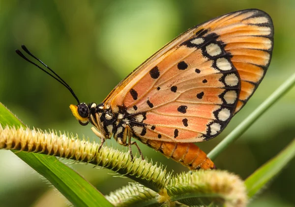 Cosmos borboleta na natureza — Fotografia de Stock