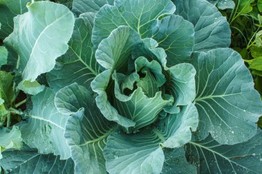Kale bitkiler gren.