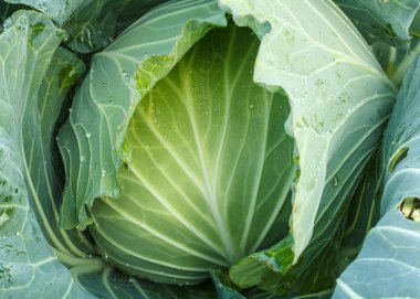 lahana Bahçe, yakın çekim