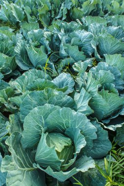 lahana Bahçe, yakın çekim