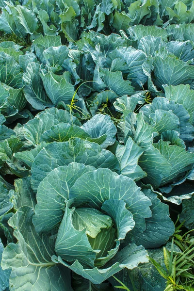 lahana Bahçe, yakın çekim