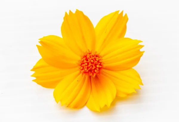 Beyaz zemin üzerine sarı cosmos çiçek — Stok fotoğraf