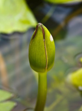 Yakın mesafeden çekilmiş güzel yeşil lotus.